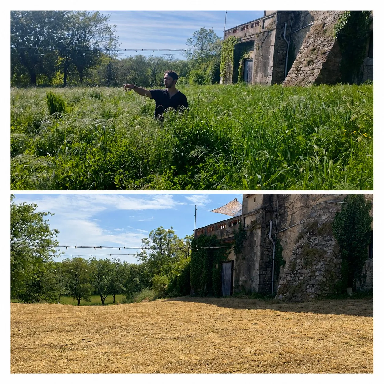 Tonte et débroussaillage de jardin avant après